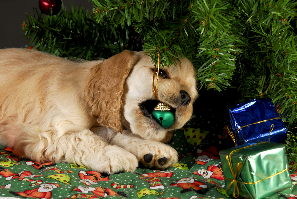 Dog-Proof Christmas Trees from Weston Sawmill Nursery