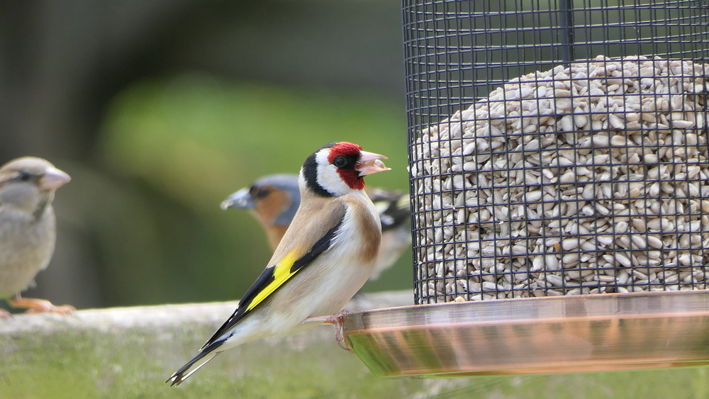 Bird Care With Weston Sawmill - Weston Sawmill and Nursery