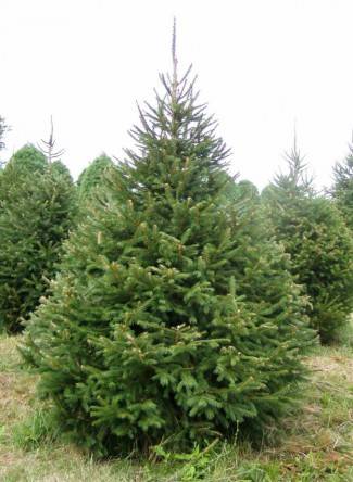 Christmas Trees in Wolverhampton